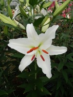 [5376 Meriva 2N VZ No02.JPG]